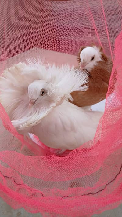 Jacobin Pigeon Pair for Sale