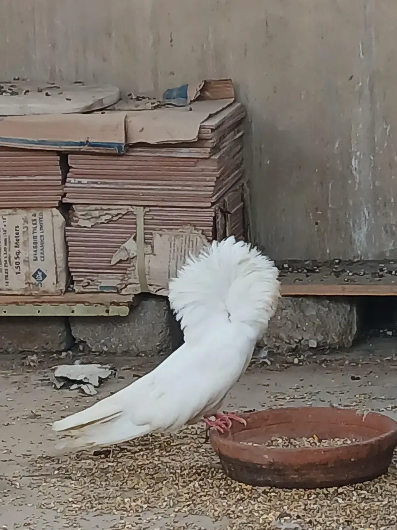 Jacobin Pigeon Pair for Sale — photo 2