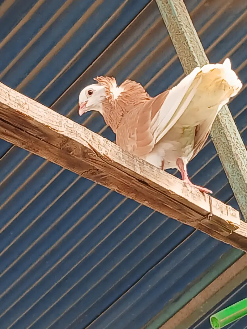 Jacobin Pigeon Pair for Sale — photo 3