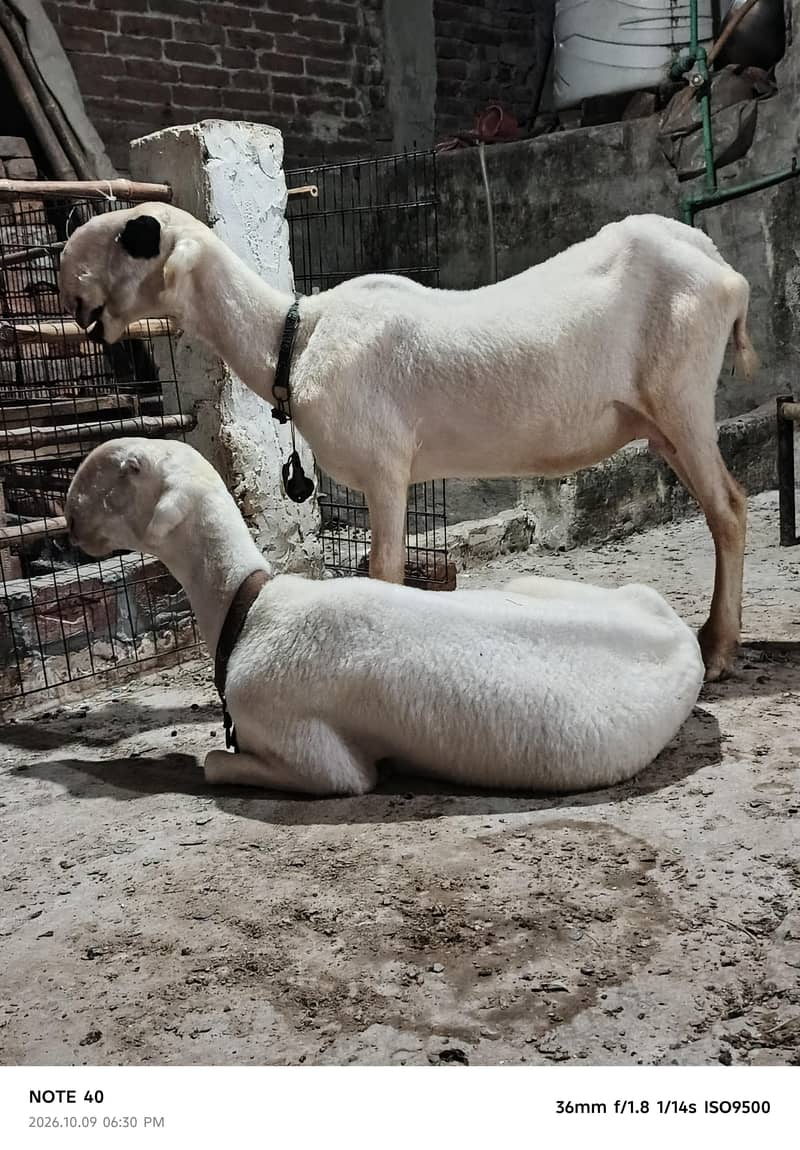 چھترے اور بھیڑیں 2