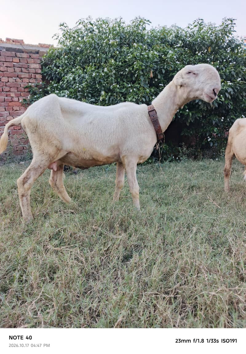 چھترے اور بھیڑیں 3