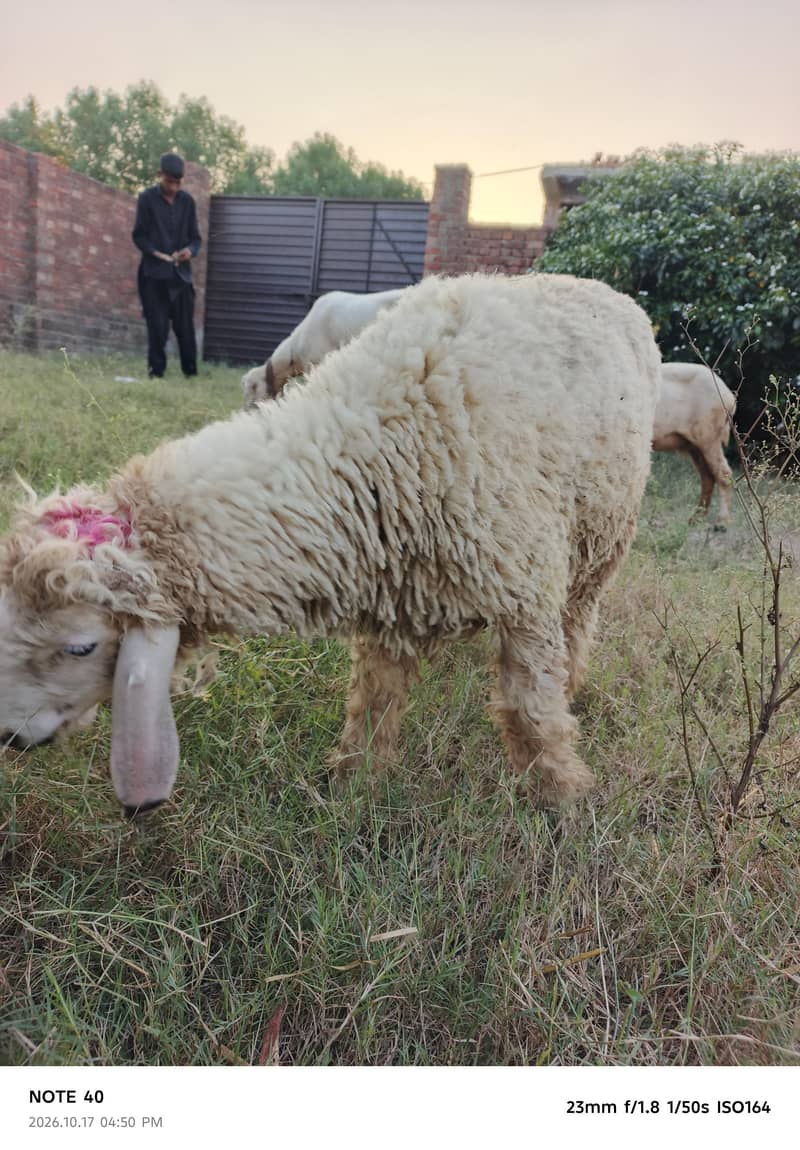 چھترے اور بھیڑیں 9