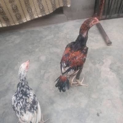 good health male bohat acha ha long height ma wazan 1.5 Sy 2 kg ka ha