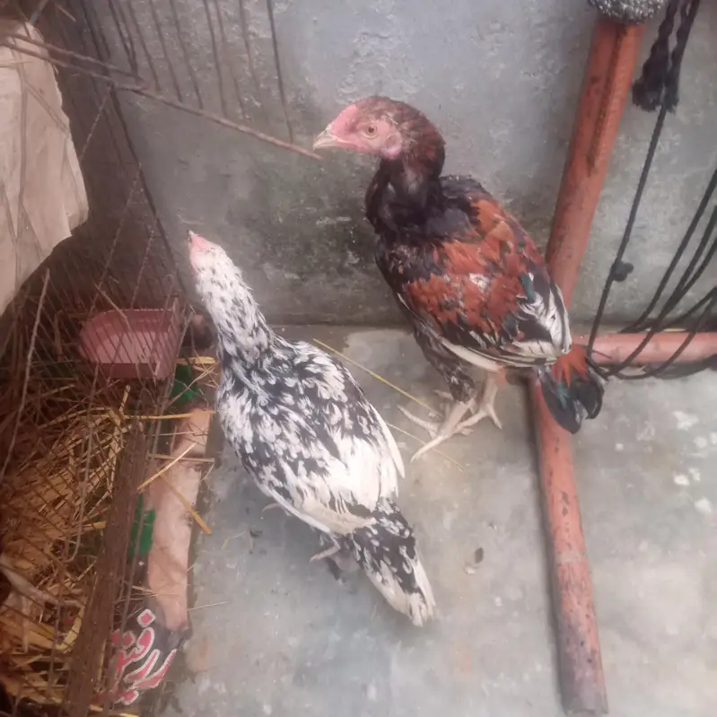 good health male bohat acha ha long height ma wazan 1.5 Sy 2 kg ka ha — photo 2