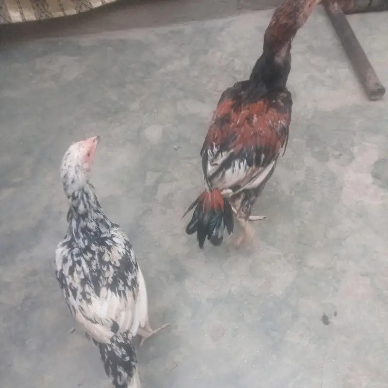 good health male bohat acha ha long height ma wazan 1.5 Sy 2 kg ka ha — photo 3