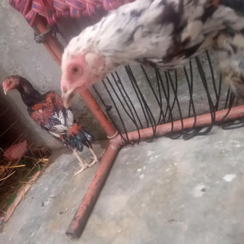 good health male bohat acha ha long height ma wazan 1.5 Sy 2 kg ka ha — photo 5