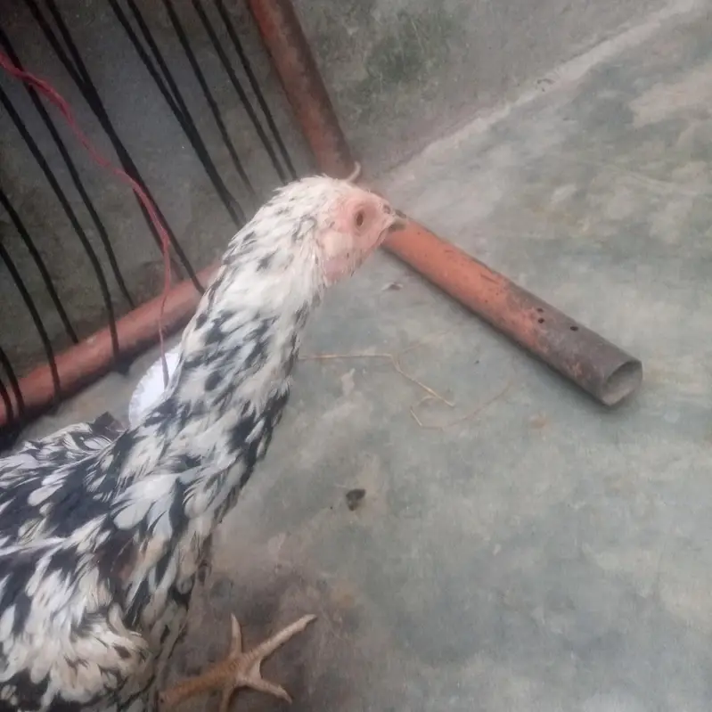 good health male bohat acha ha long height ma wazan 1.5 Sy 2 kg ka ha — photo 6
