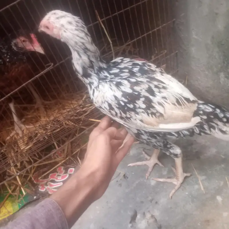 good health male bohat acha ha long height ma wazan 1.5 Sy 2 kg ka ha — photo 7
