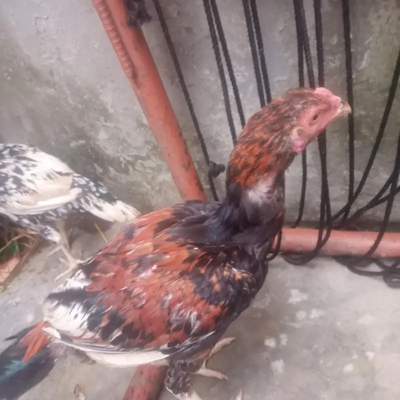 good health male bohat acha ha long height ma wazan 1.5 Sy 2 kg ka ha — photo 8