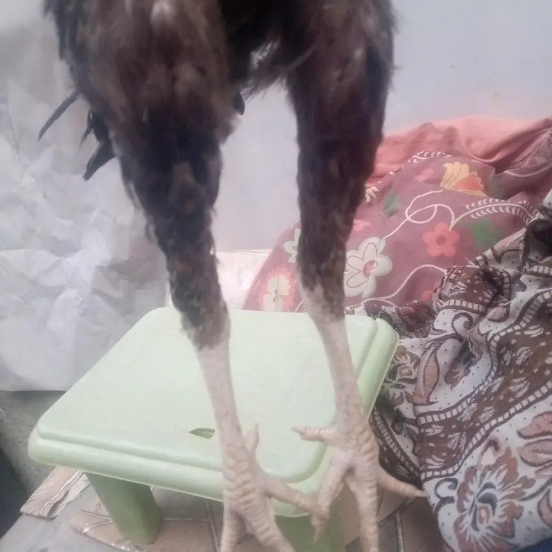 good health male bohat acha ha long height ma wazan 1.5 Sy 2 kg ka ha — photo 9