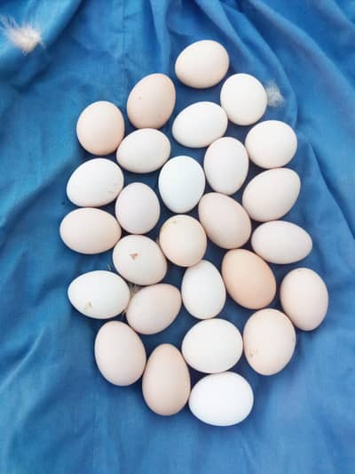 dasi murgiya and eggs
