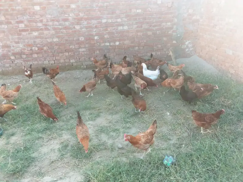 dasi murgi and eggs — photo 2