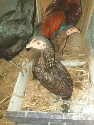 Aseel pair and 3 pathiyan