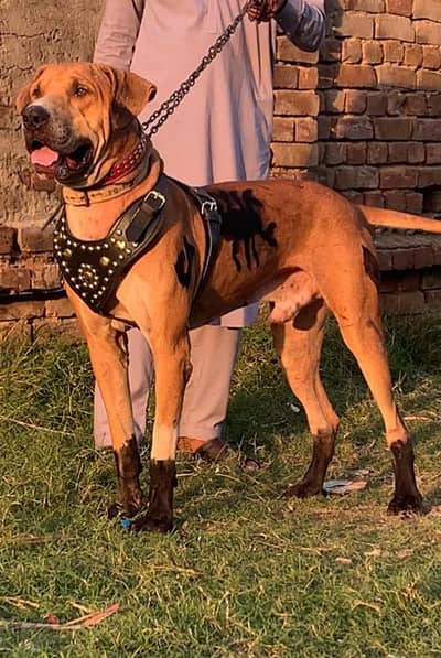 Pure Bully Male Age 12 Moth Haid 29+ full Actve Home Breed Dabul  busy