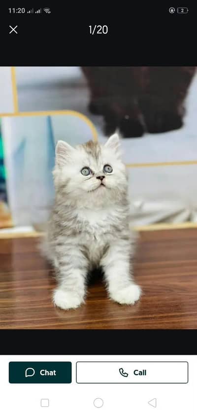 Persian cat and kitten punch face triple coated
