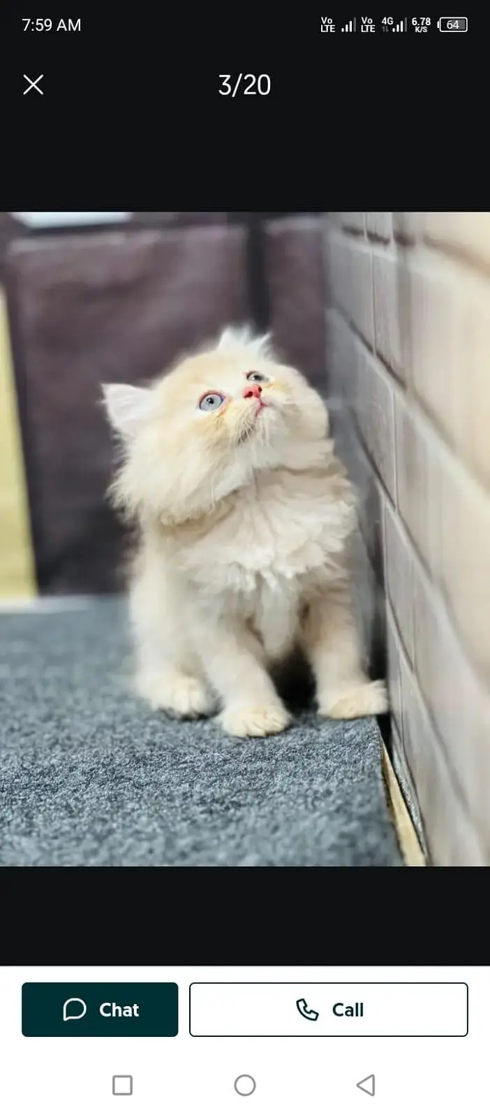 Persian cat and kitten punch face triple coated — photo 2