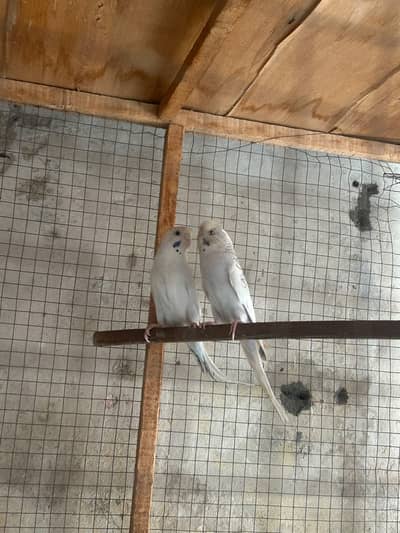 Australian budgies two  breeder pair for sale