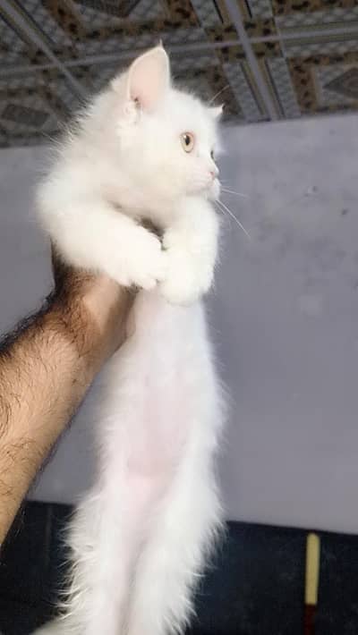 Persian kittens female
