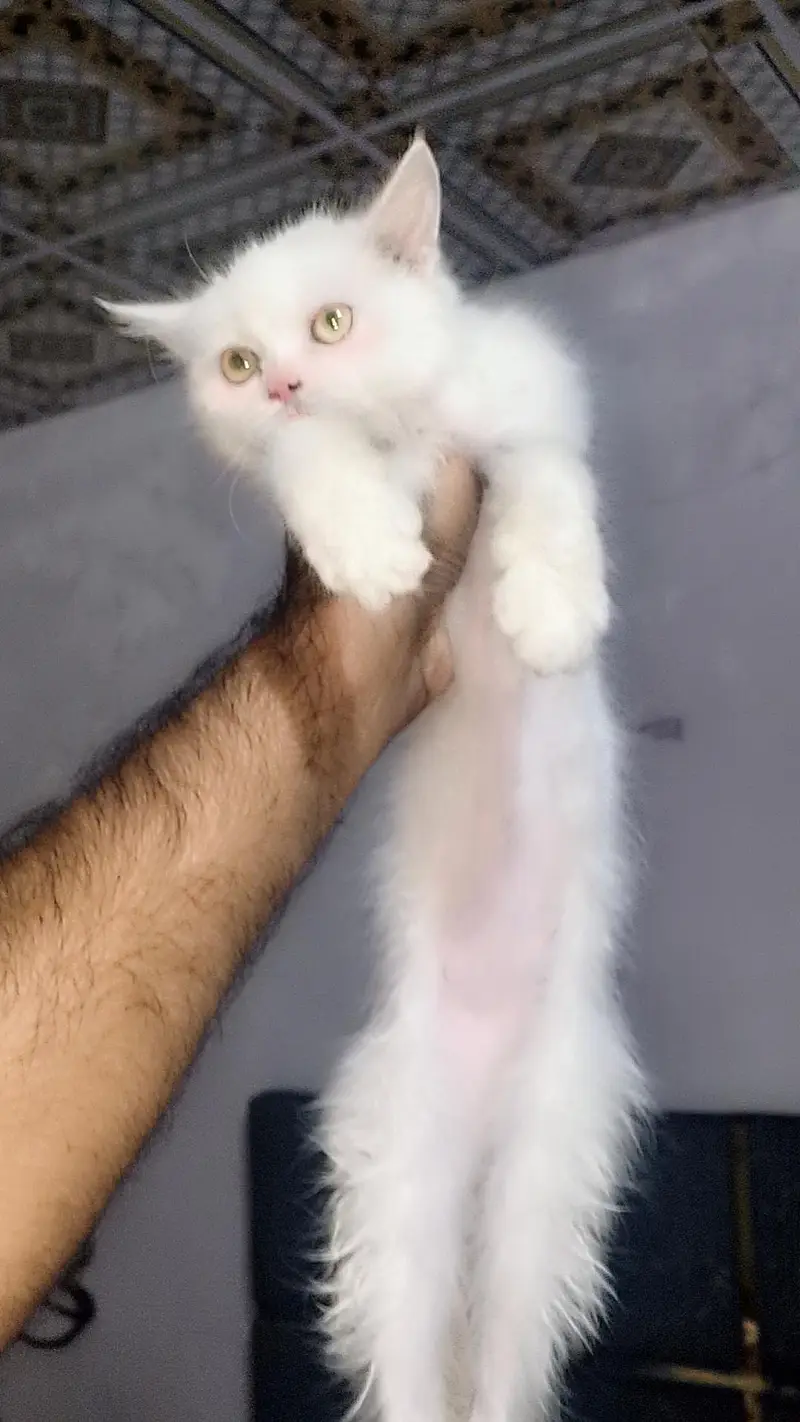 Persian kittens female — photo 2