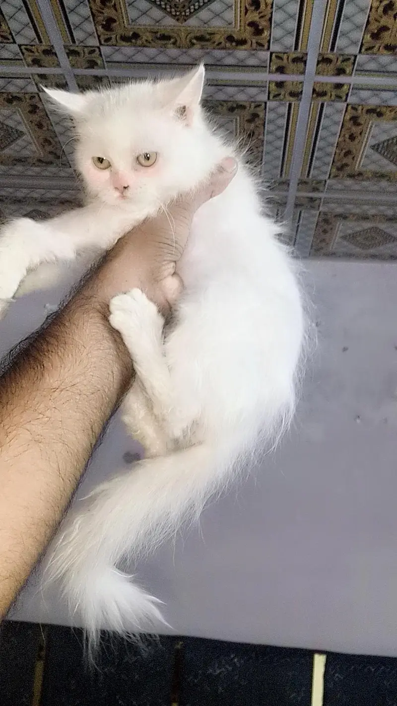 Persian kittens female — photo 3