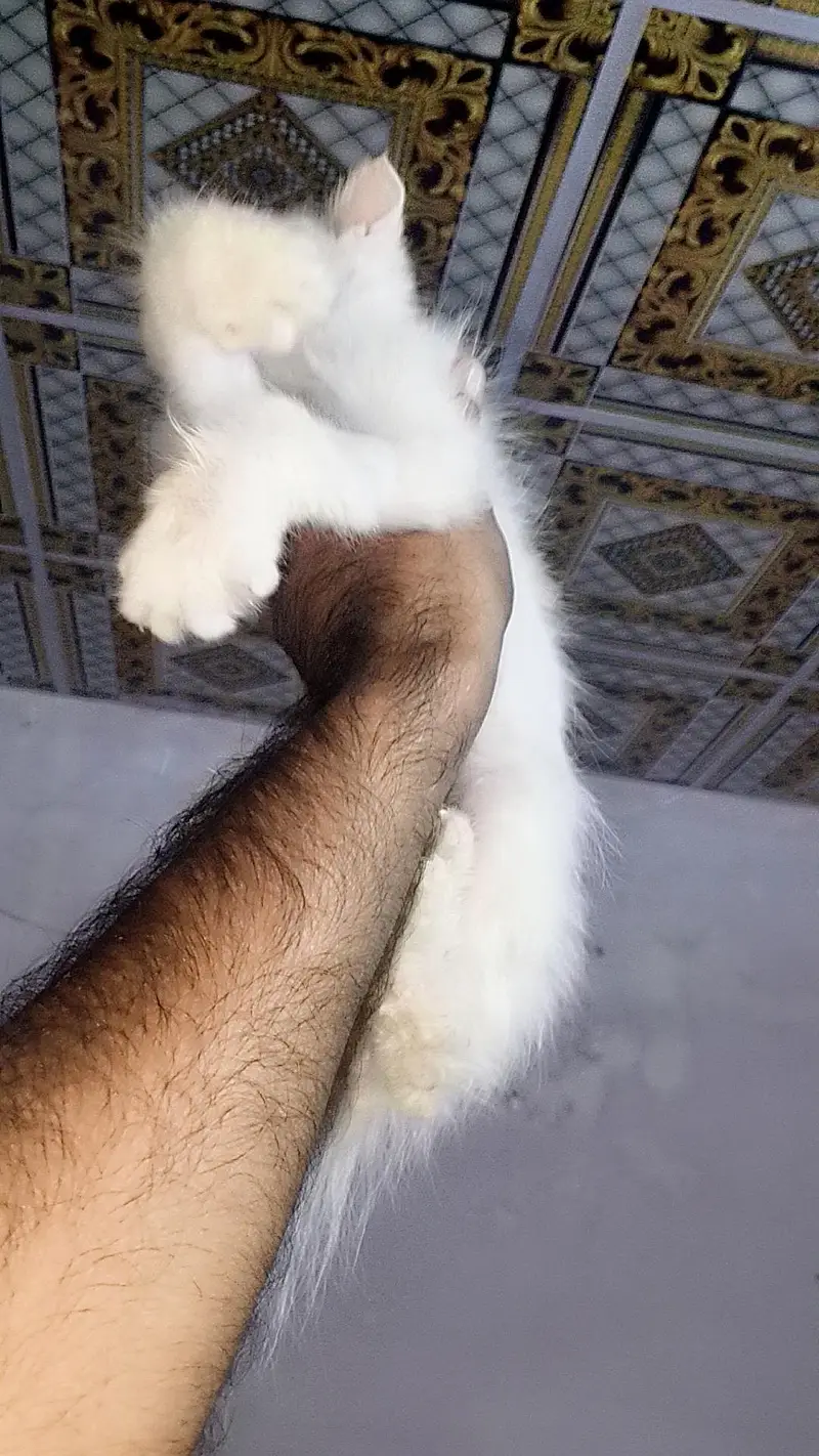 Persian kittens female — photo 4