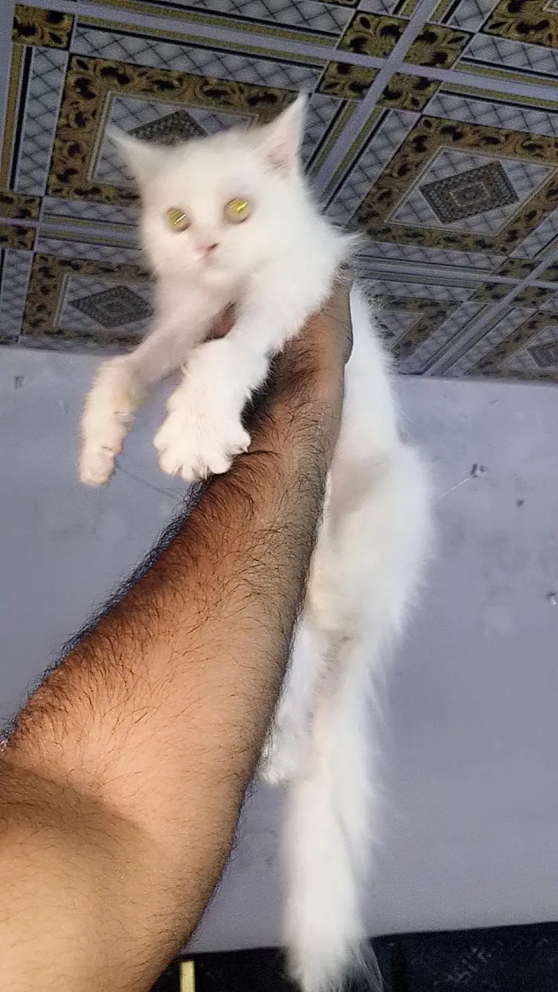 Persian kittens female — photo 5