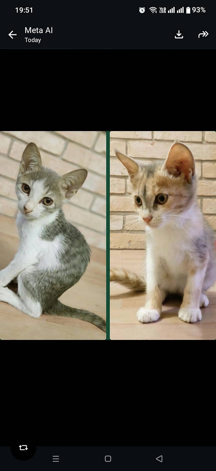 other Cat 0