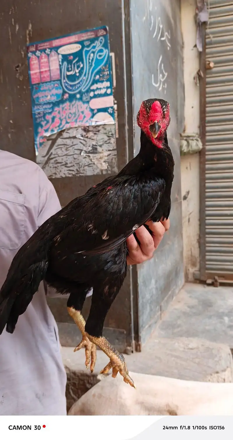 black o shamo — photo 6