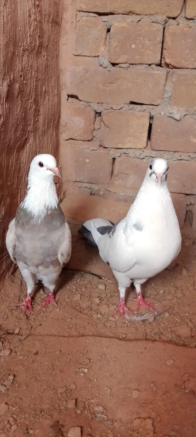 Fancy pegion 27 piece sale 03405965839 — photo 2