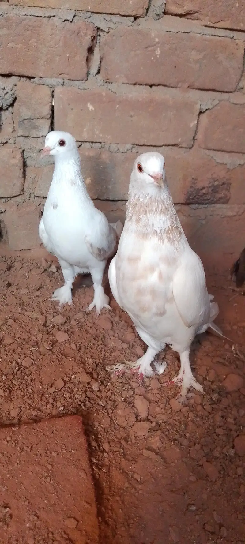 Fancy pegion 27 piece sale 03405965839 — photo 3