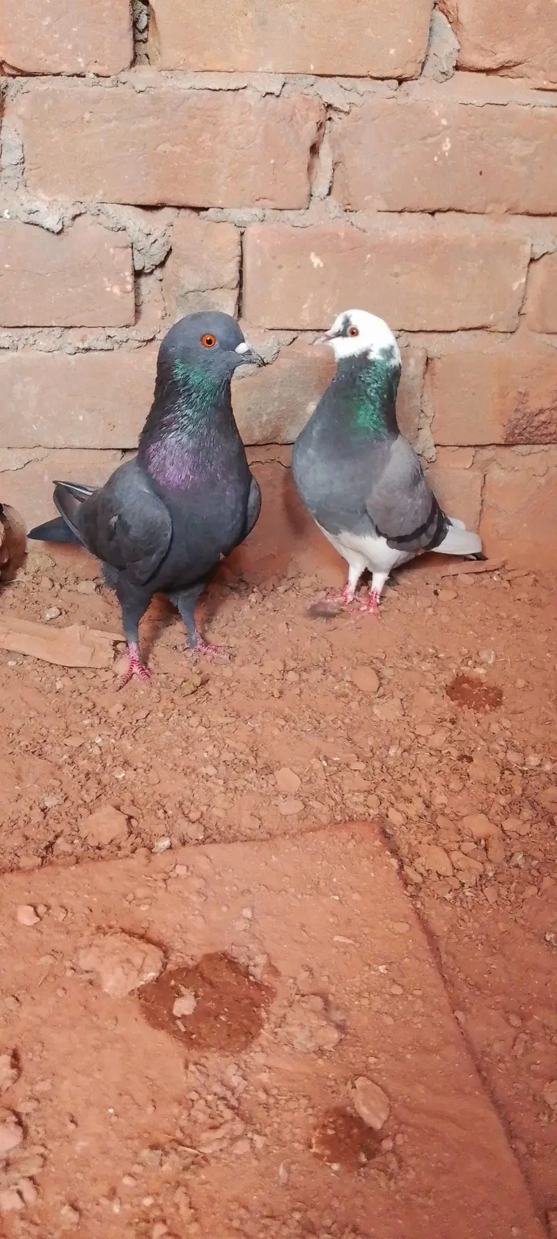 Fancy pegion 27 piece sale 03405965839 — photo 7