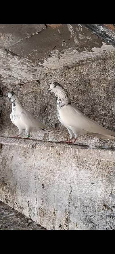 بٹیرا جوڑا