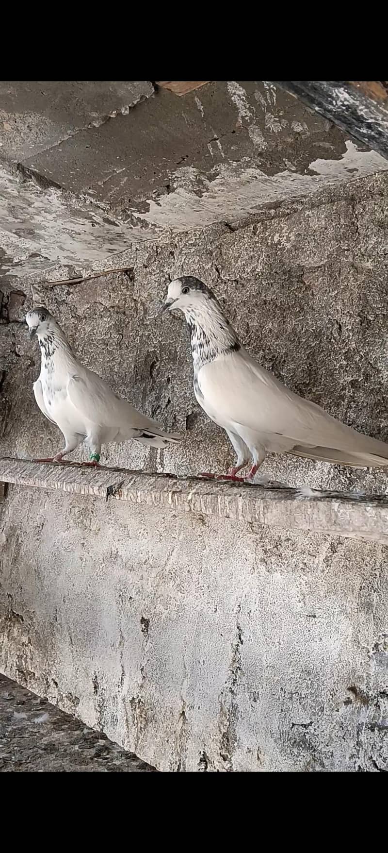 بٹیرا جوڑا 0