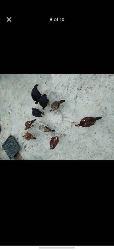 aseel bache for sale