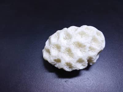 Natural White Sea Coral Decor Piece / Marine Coral Showpiece