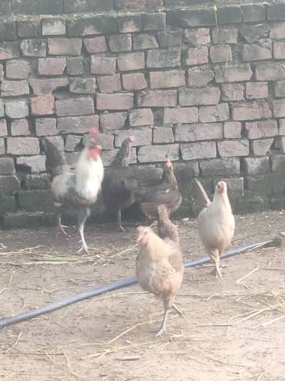 9 female2male