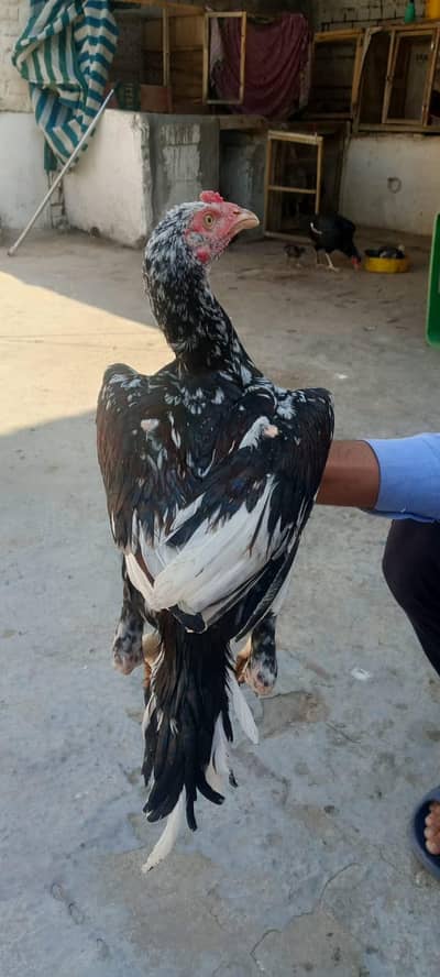 chicks for sale