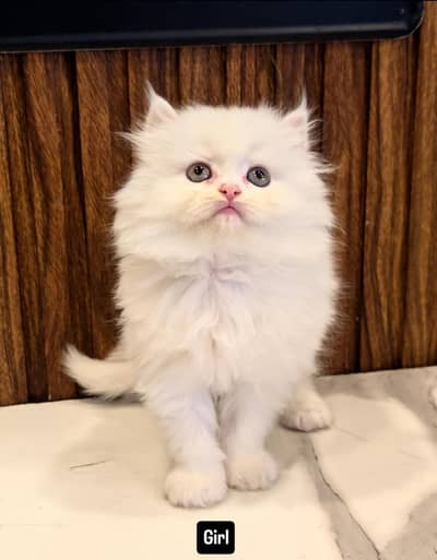 Persian cat and kitten punch face triple coated