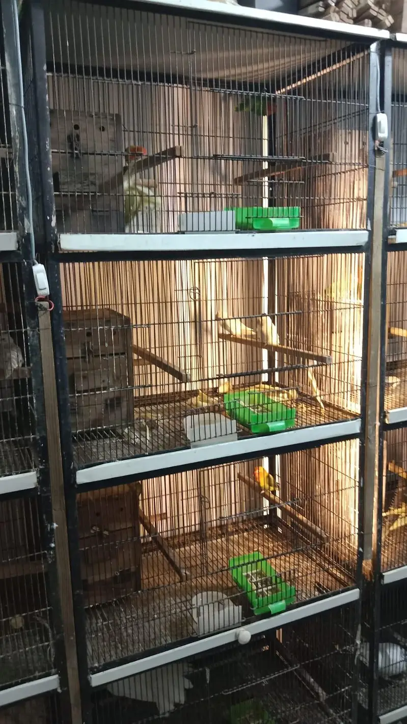 Bird Cage for Sale – Good Condition — photo 2