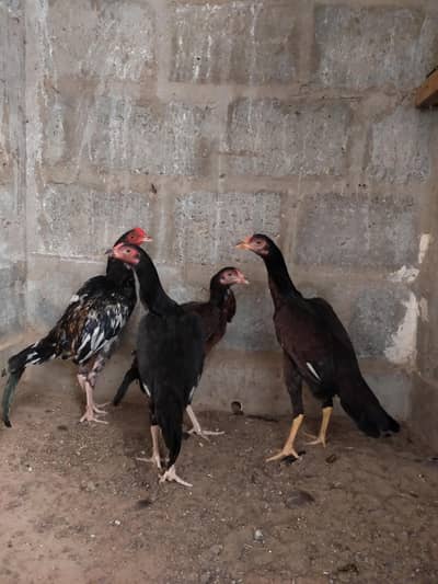 Aseel Pathy male/female