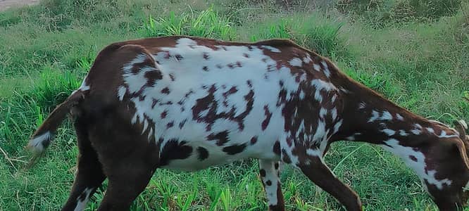rare goat نایاب بکری