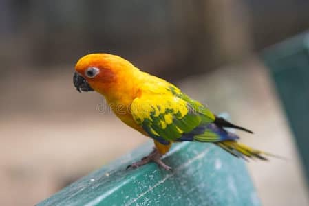 sunconore male