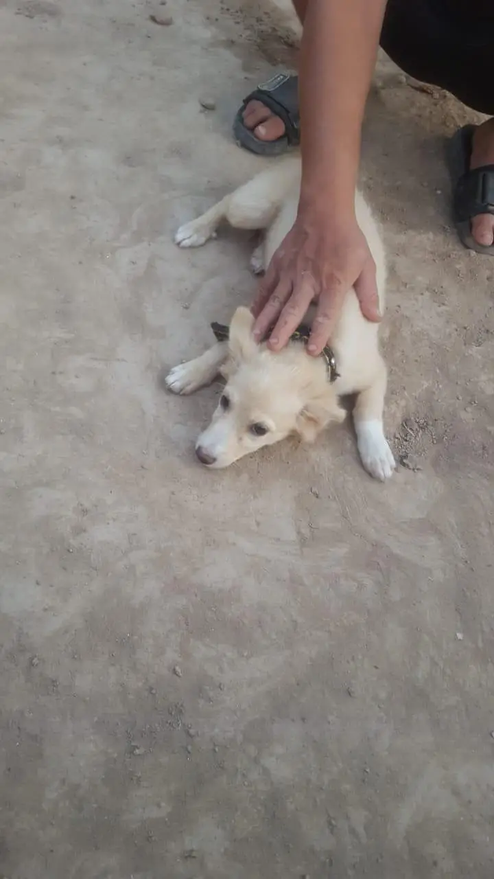 dog baby for sale — photo 2