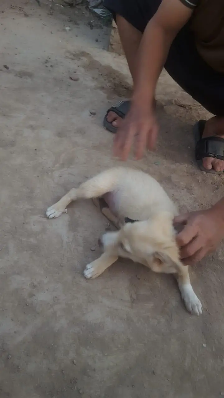 dog baby for sale — photo 4