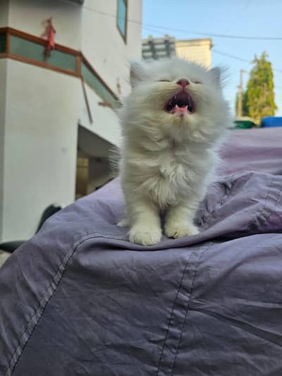 beautiful female persian kitten