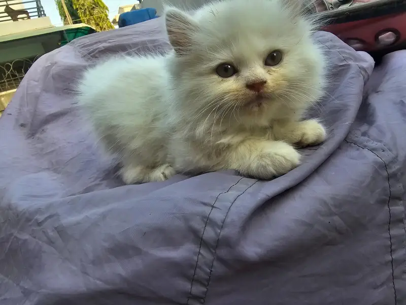 beautiful female persian kitten — photo 2