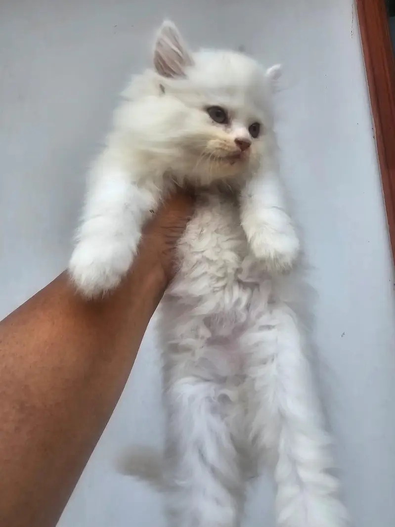 beautiful female persian kitten — photo 3