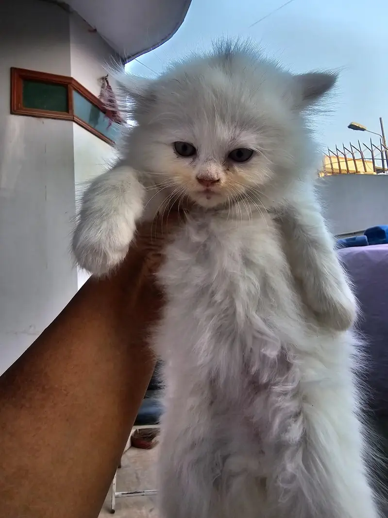 beautiful female persian kitten — photo 4