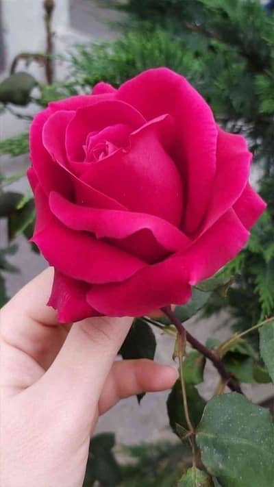 Hoorain 