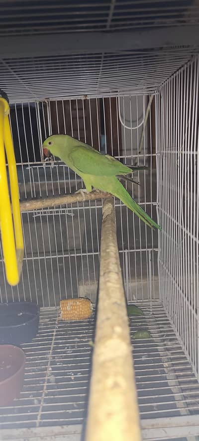 Female ringneck parrot ready to breed